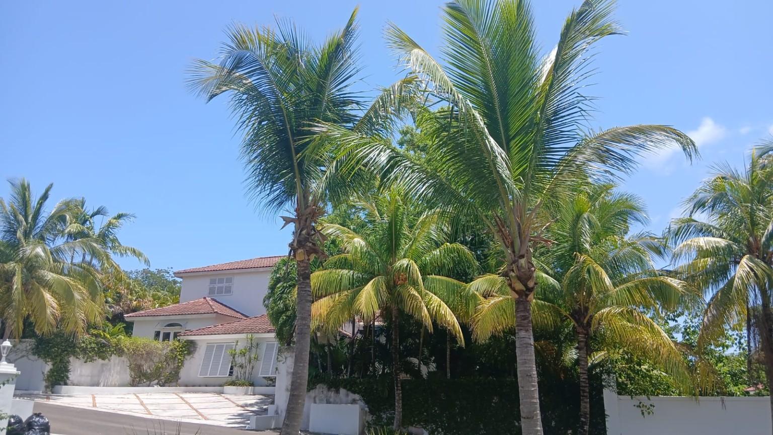 Palm and property maintenance work in New Providence